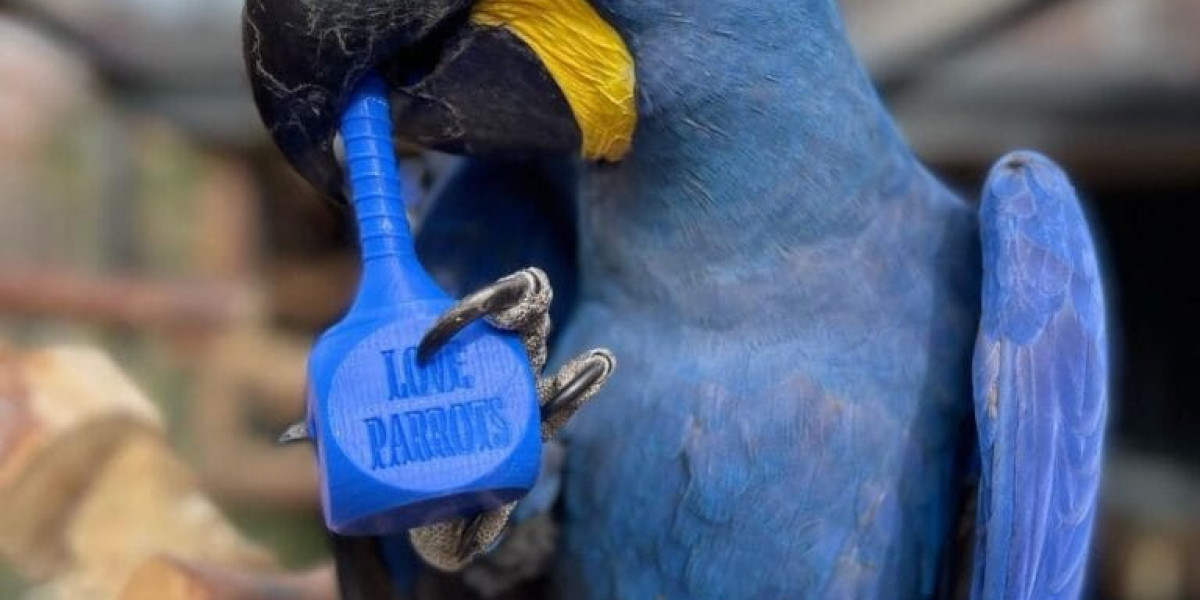 Ten Startups That Will Revolutionize The Buy Macaw Industry For The Better